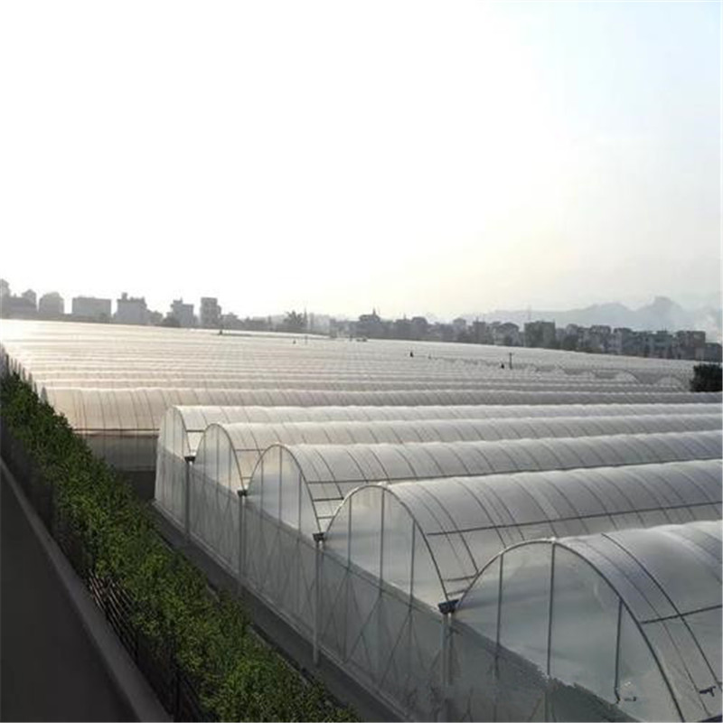 Hot sale Solar Venlo Plastic Polytunnel Hydroponic Agricultural Film Greenhouse for Vegetables/flowers/fruits/garden/tomato/crop/corn