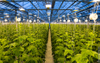 Full Spectrum COB LED Plant Grow Light for Hemp Greenhouse
