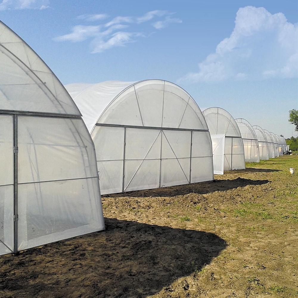 Singlespan Poly Tunnel Greenhouse with PO/PE/EVA Film Covering Buy