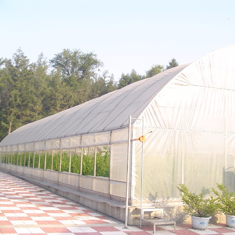 Small Tunnel Greenhouse with Galvanized Steel Structure