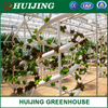 Vertical PVC Trough Hydroponic Strawberry Growing Systems in Greenhouse