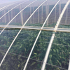 High Quality Greenhouse Covering Materials Film / Polycarbonate / Glass