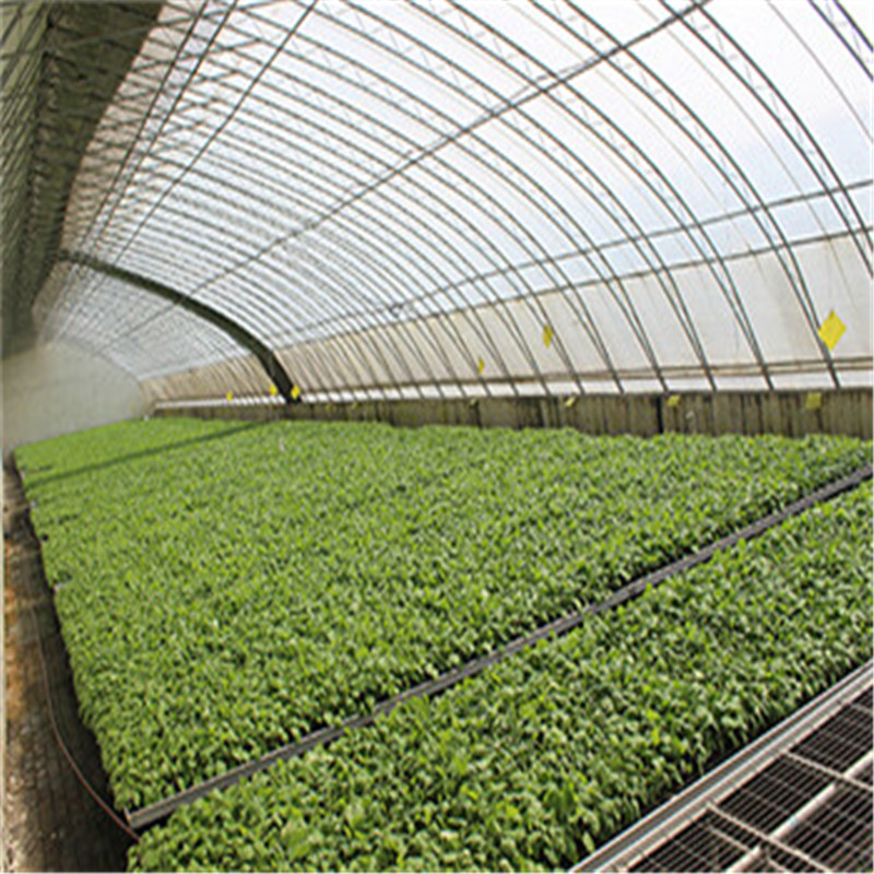 Plastic Hot sale Solar Venlo Polytunnel Hydroponic Agricultural Film Greenhouse for Vegetables/flowers/fruits/garden/tomato/crop/corn