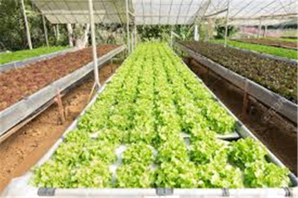 Hydroponics Plants Growing Agriculture/ Commercial Hydroponic Greenhouse Systems