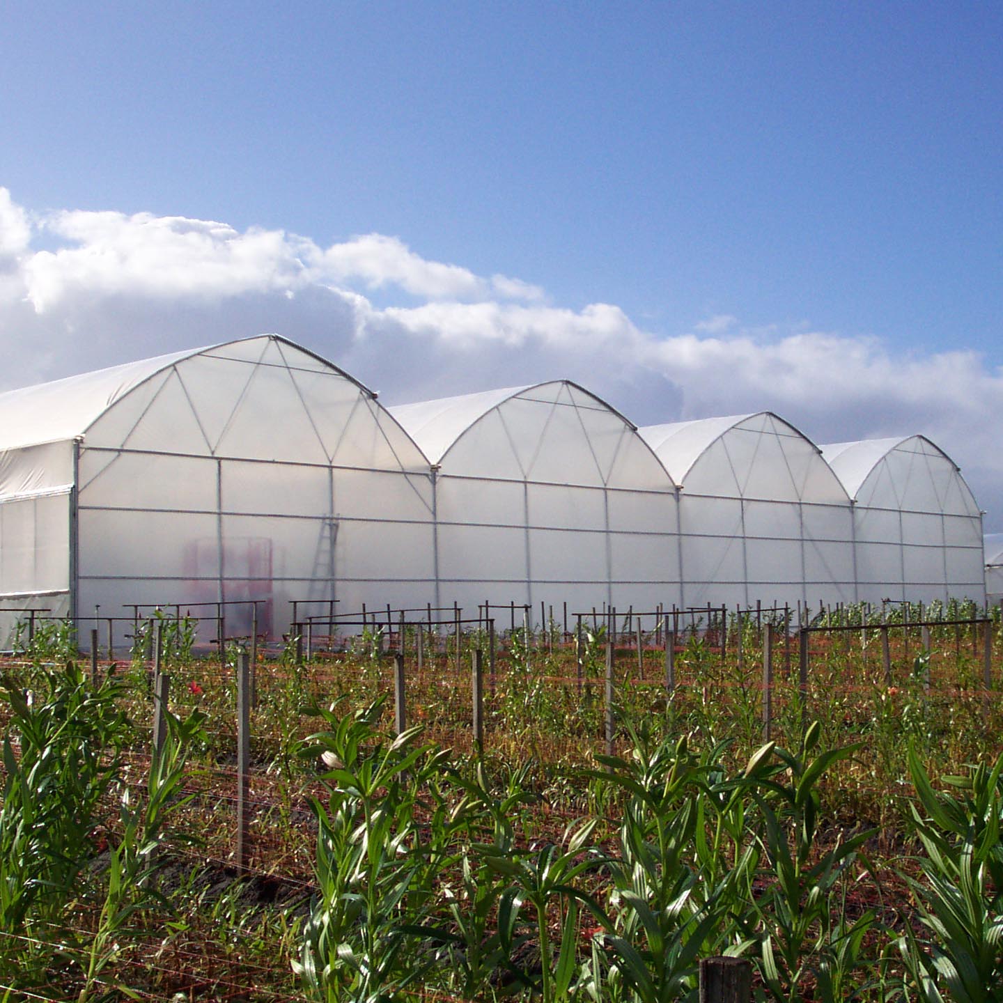 Cost effective Plastic Greenhouse