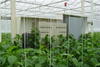 Automated Greenhouse Environment Control System for Temperature, Humidity, CO2 Controlling And Monitoring 