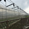 Professional Multi-span Steel Structure Plastic Film Greenhouse with Hydroponics for Vegetable/Tomato/Cucumber Growing 