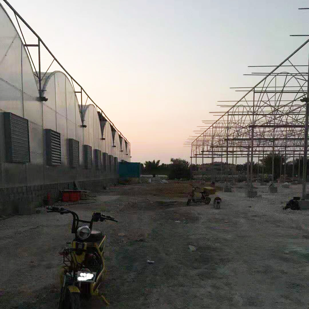 Multi-span Polycarbonate Greenhouse in Qatar