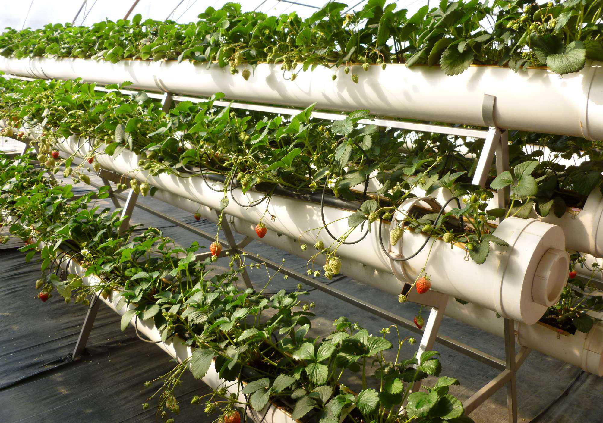 Strawberry plastic greenhouse cultivation is popular 
