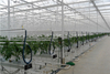 Gas/Coal Burning Heating System for Multi-Span Film Agriculture Greenhouse for Vegetables